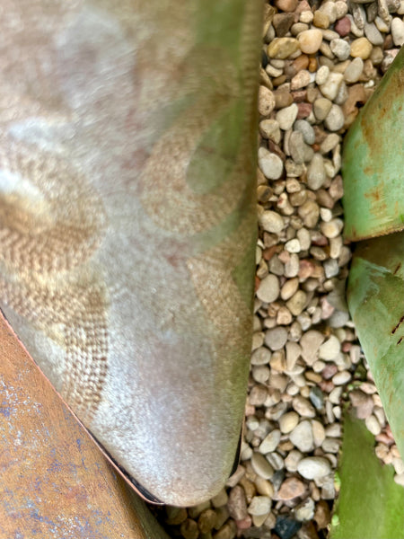 Corral Women's Boot - Z5223