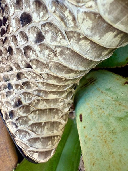 Macie Bean Women's Boot - M4003