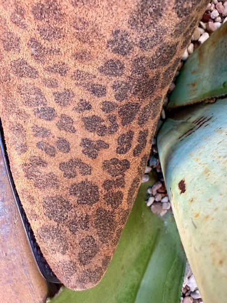 Ariat Women's Casanova Boot - 10063993