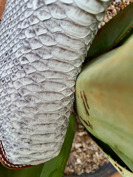 Men's Python Square Toe Roper Boot