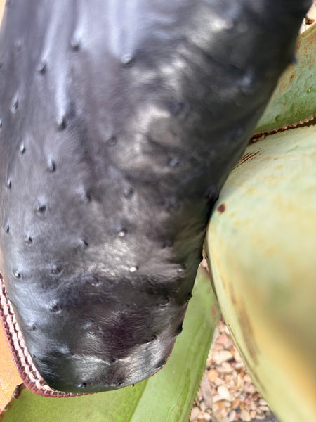 Ariat Men's Boot - 10063776